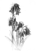 Bluebell