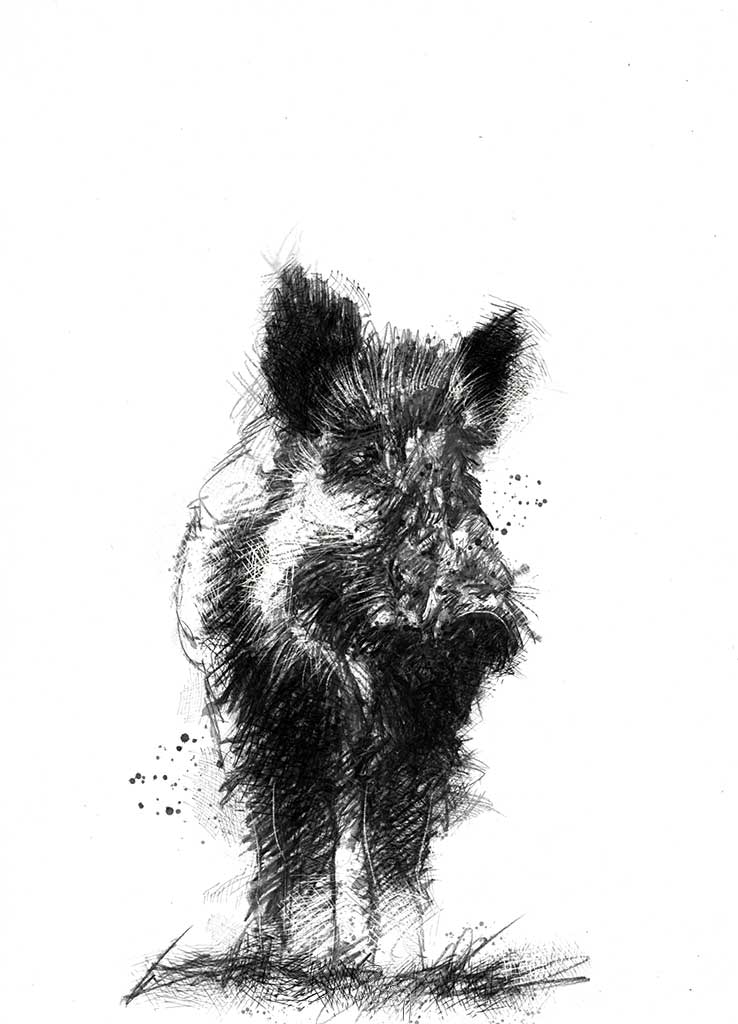 Wild boar