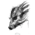 Wild boar piglet