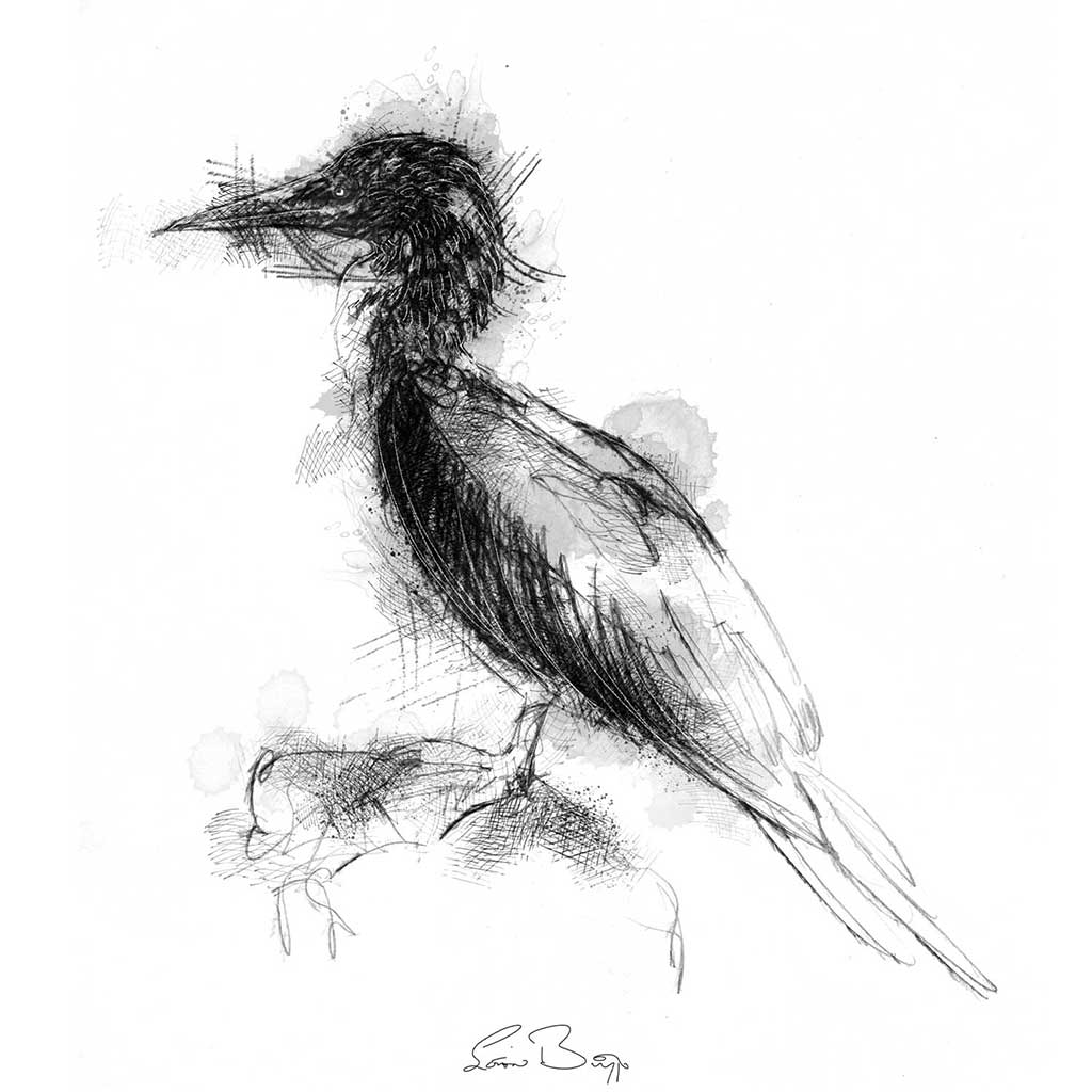Blue footed booby