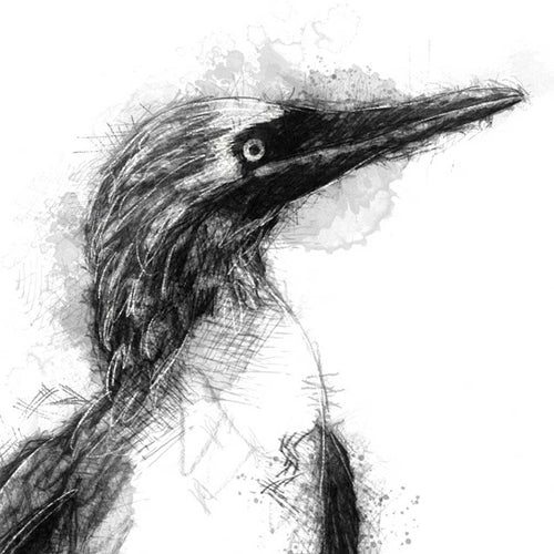Blue footed booby