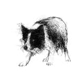 Border collie - BW Sketch