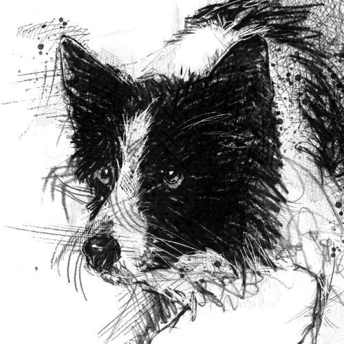 Border collie - BW Sketch