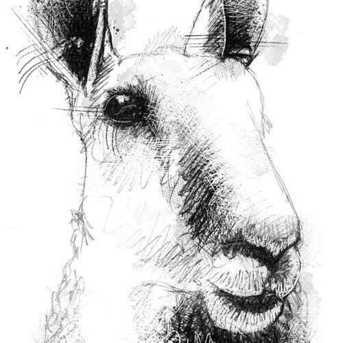 Border Leicester Sheep