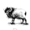 Boreray sheep