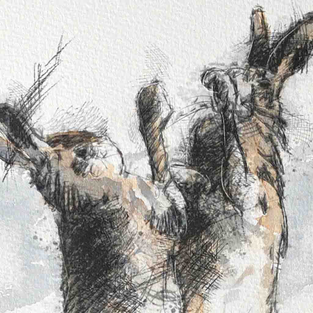 Boxing hares sketch