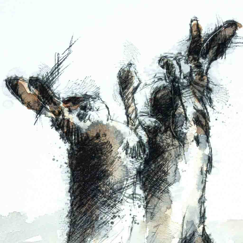 Hares boxing watercolour