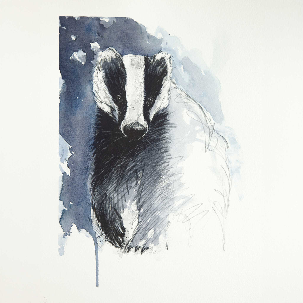 European badger - Colour Sketch