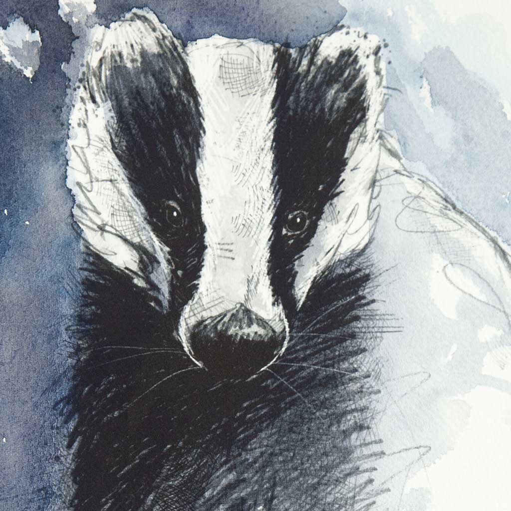 European badger - Colour Sketch