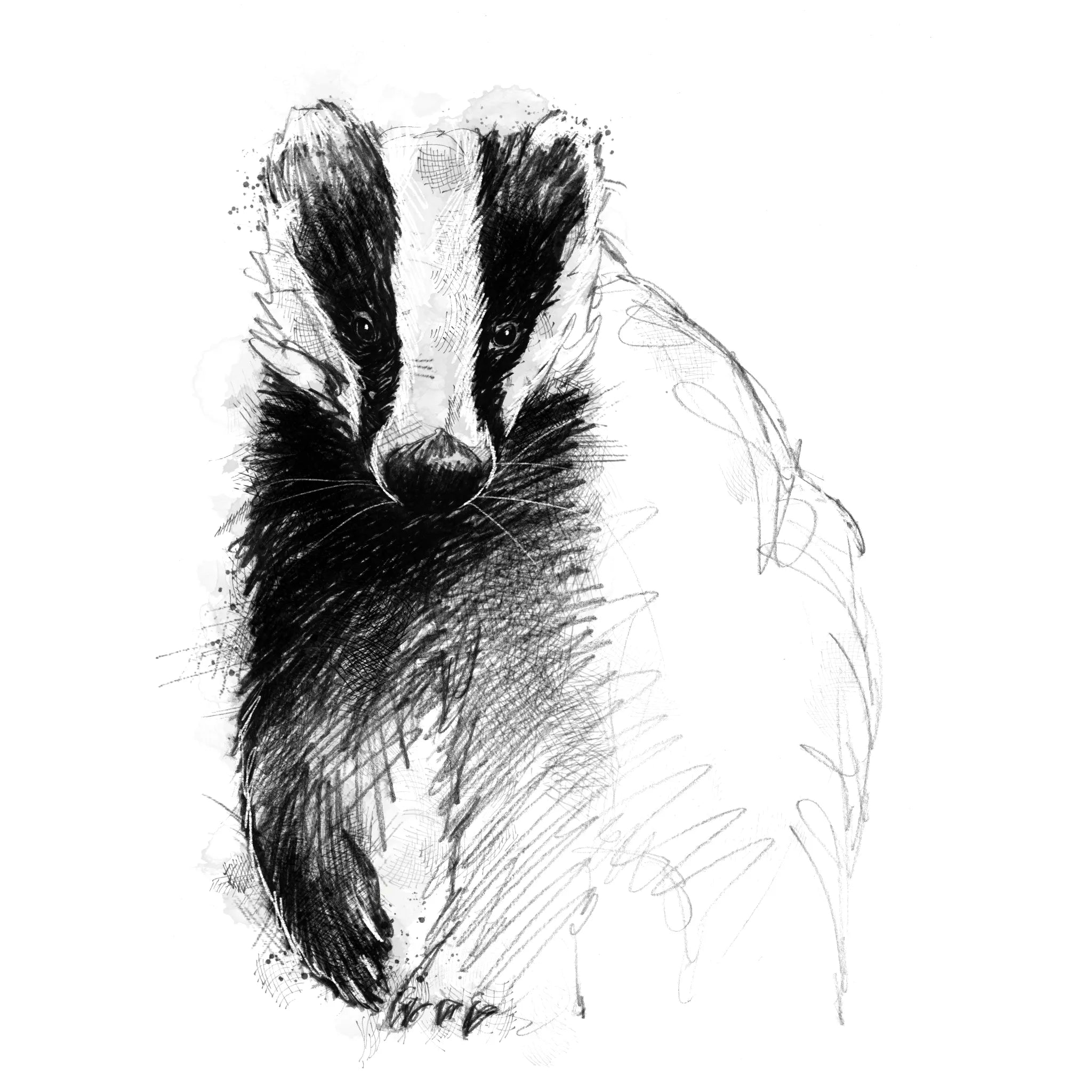 British badger - BW Sketch