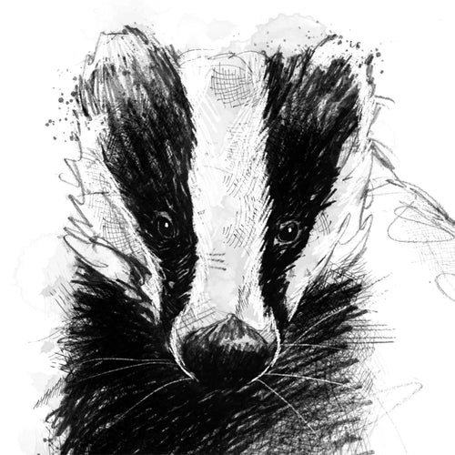 British badger - BW Sketch