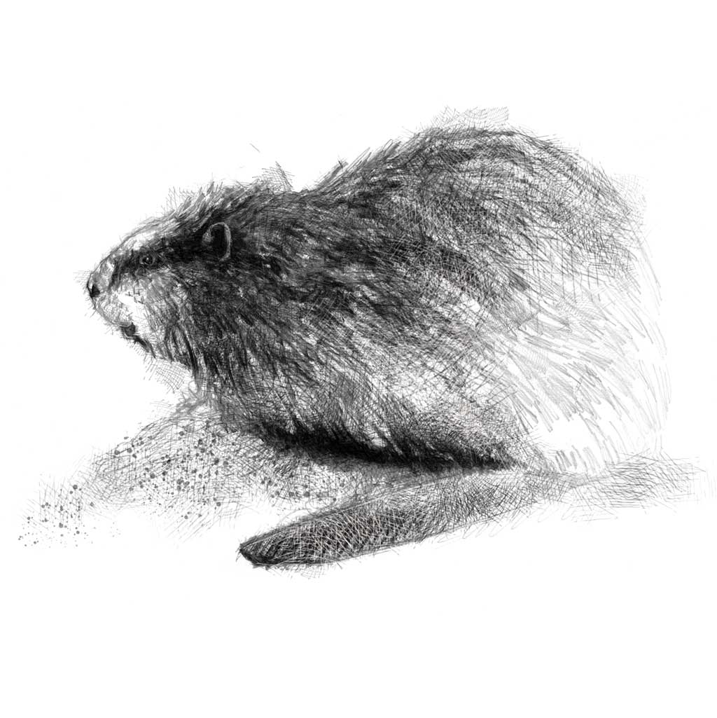 British beaver