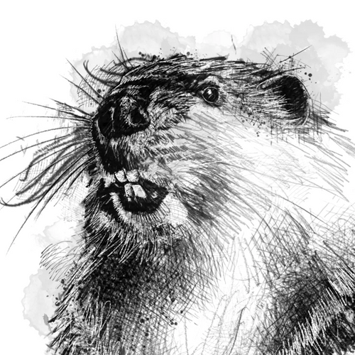 British wildlife Beaver - BW Sketch