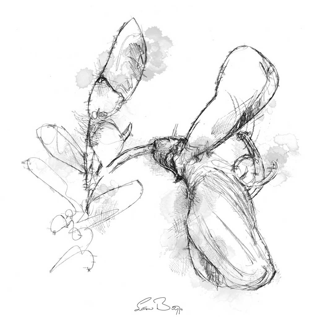Scotch broom