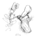 Scotch broom