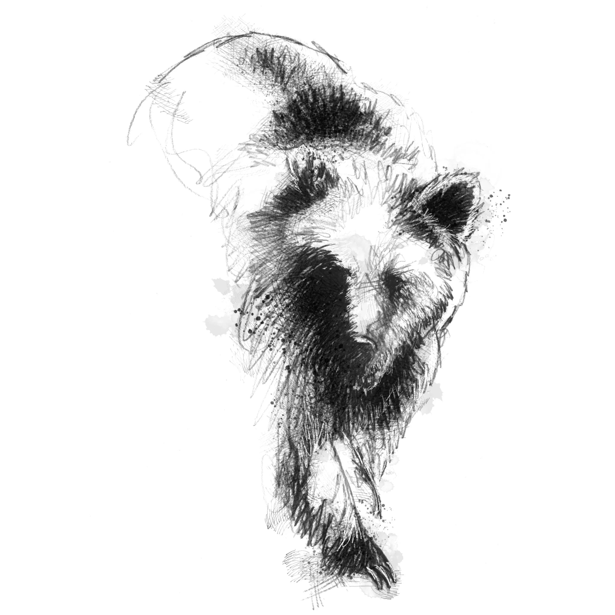 Brown bear - BW Sketch