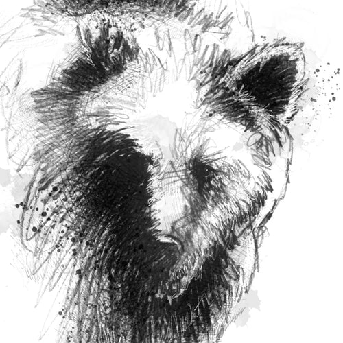 Brown bear - BW Sketch