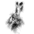 Brown hare