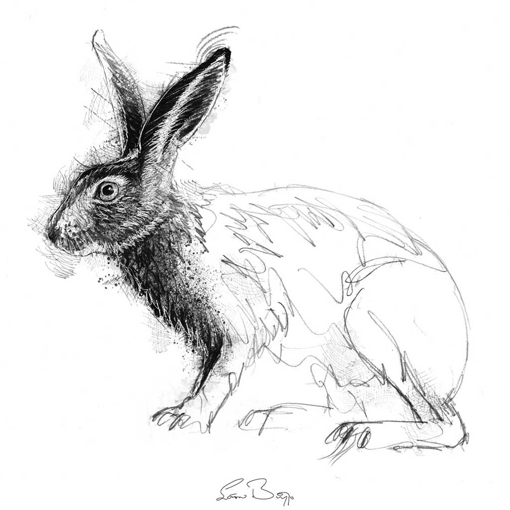 Brown hare