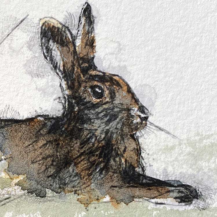 Hare resting original mini sketch