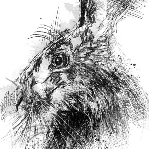 Brown hare