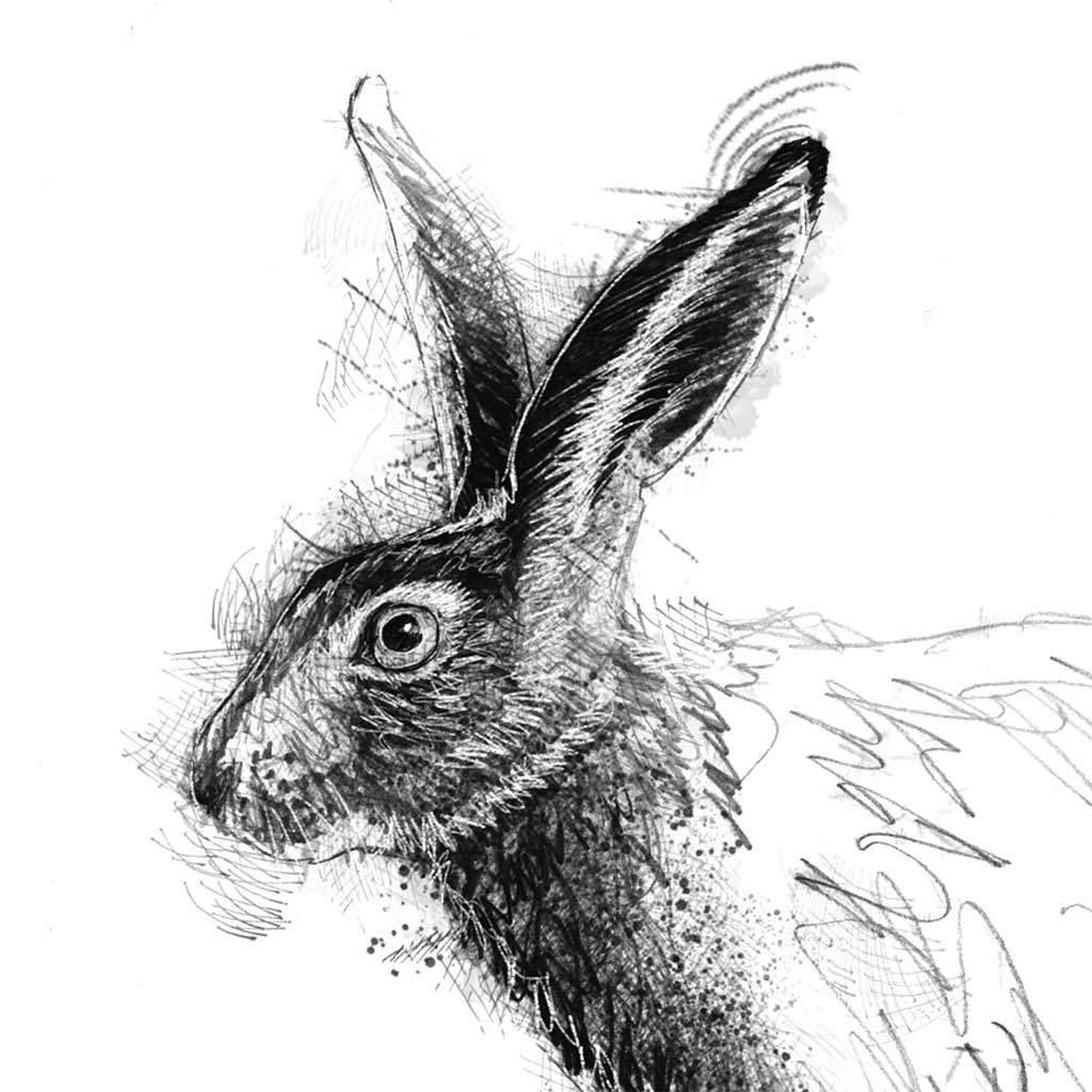 Brown hare
