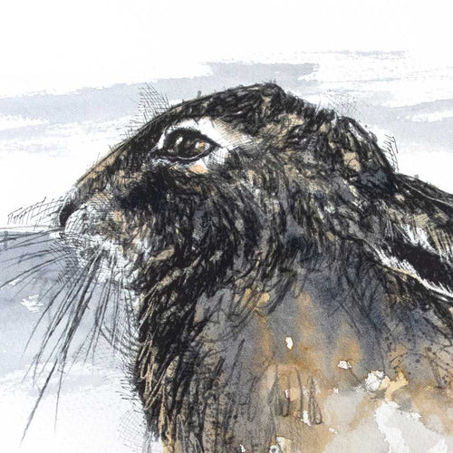 Brown hare resting