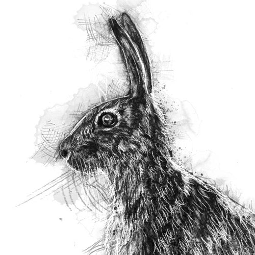 Brown hare pose