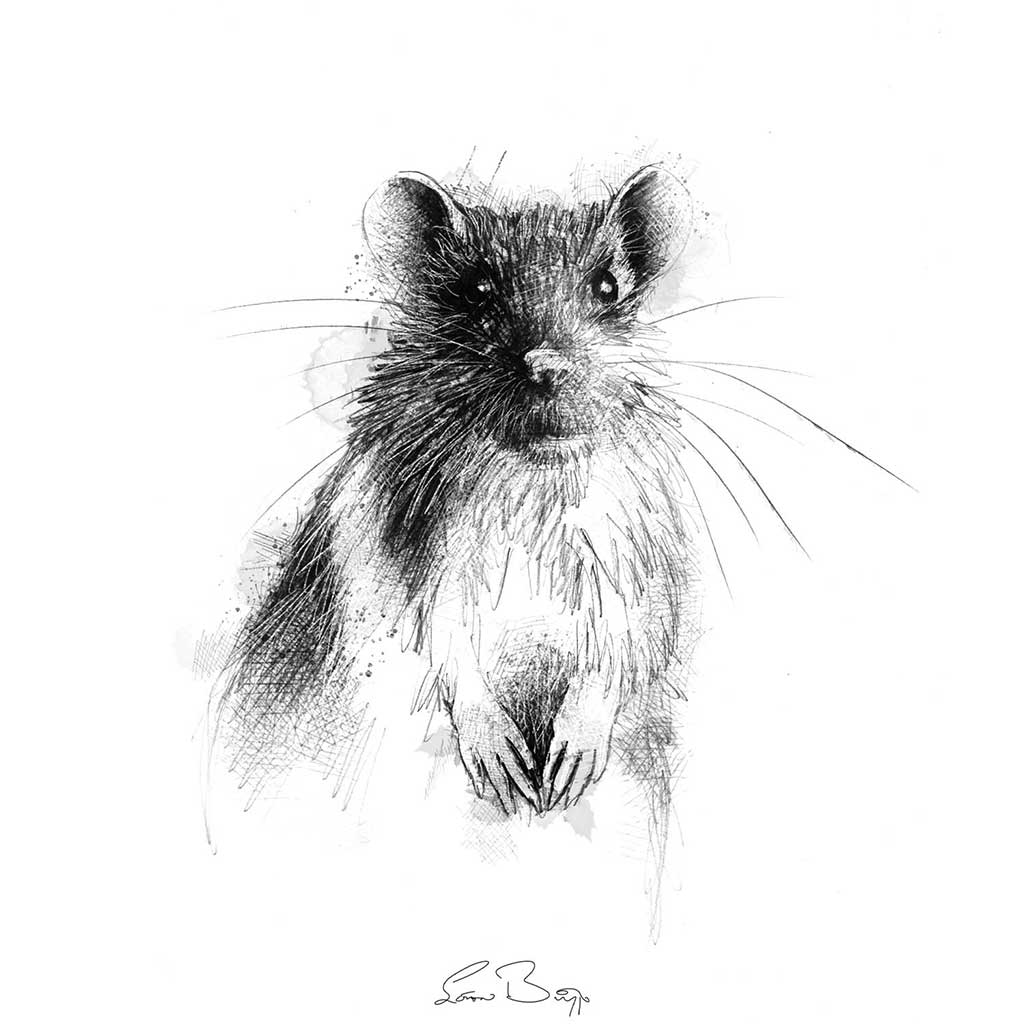Brown rat