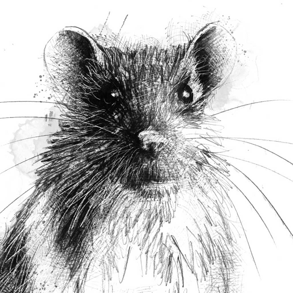 Brown rat