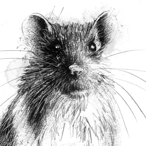 Brown rat