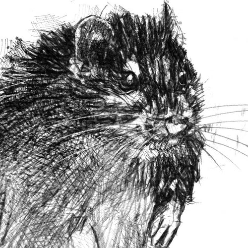 Brown rat