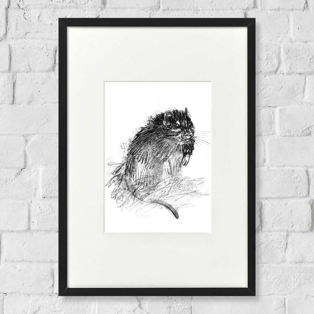 Brown rat