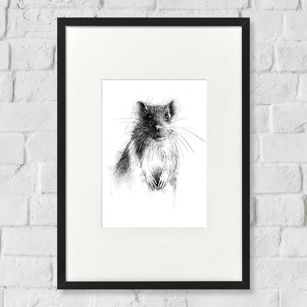 Brown rat