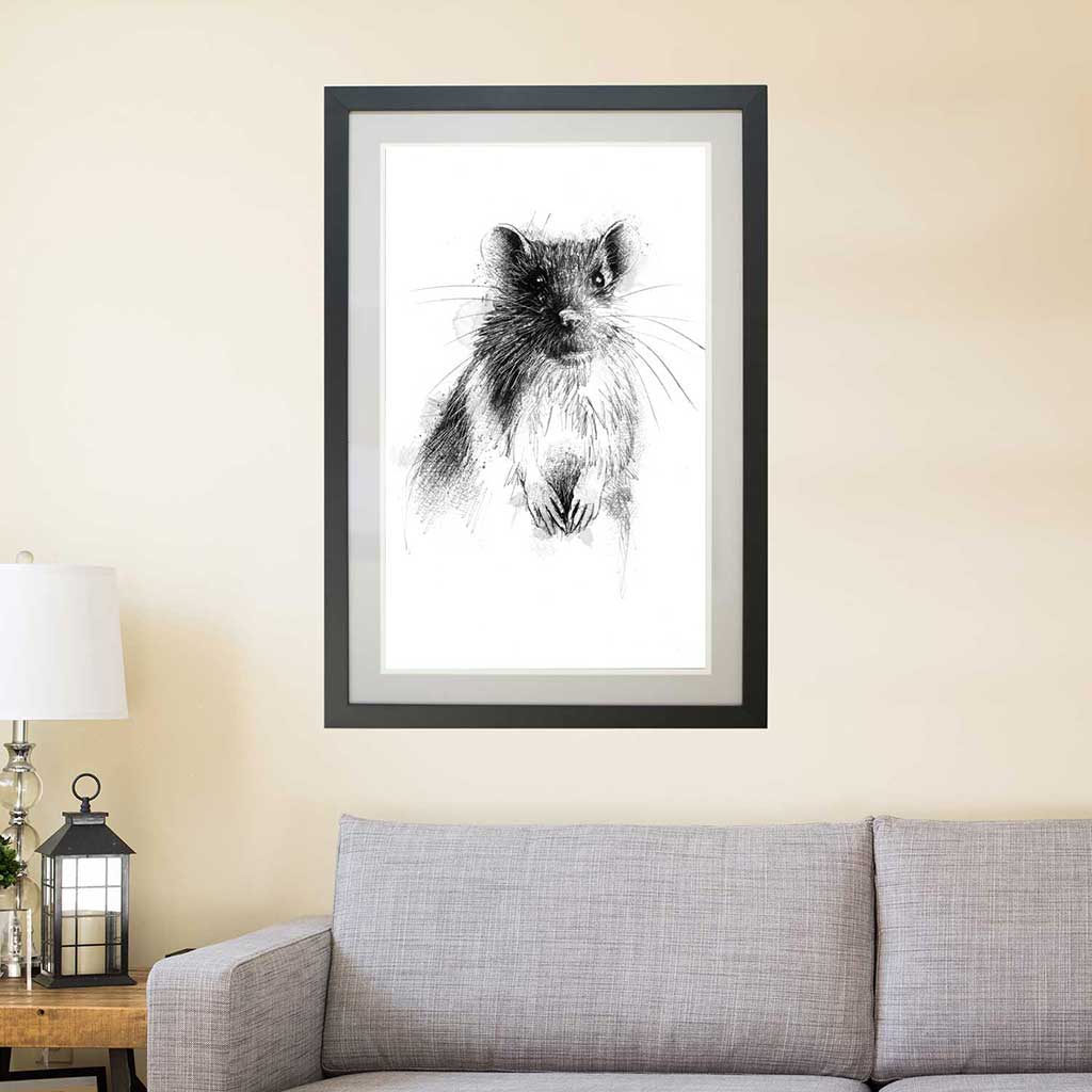 Brown rat