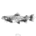 Brown trout