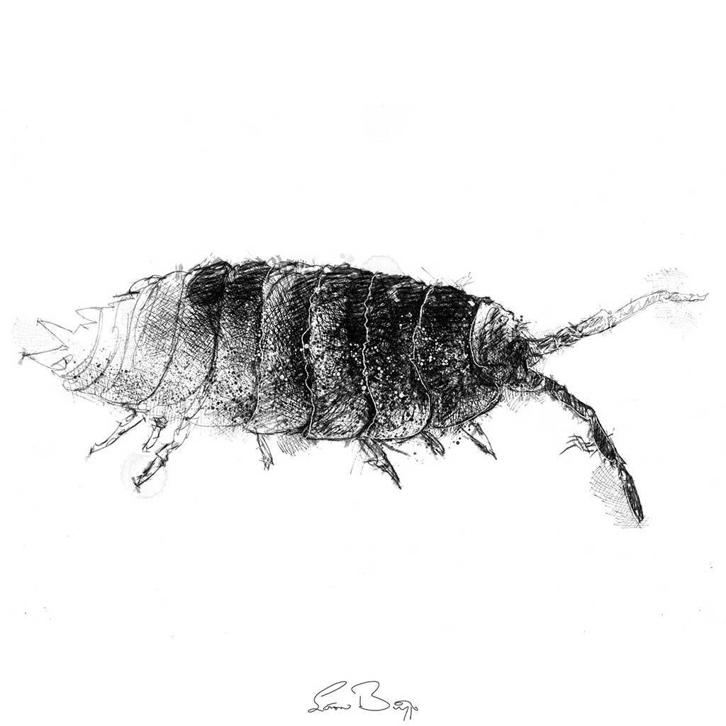 Woodlouse