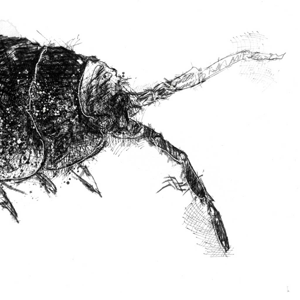 Woodlouse