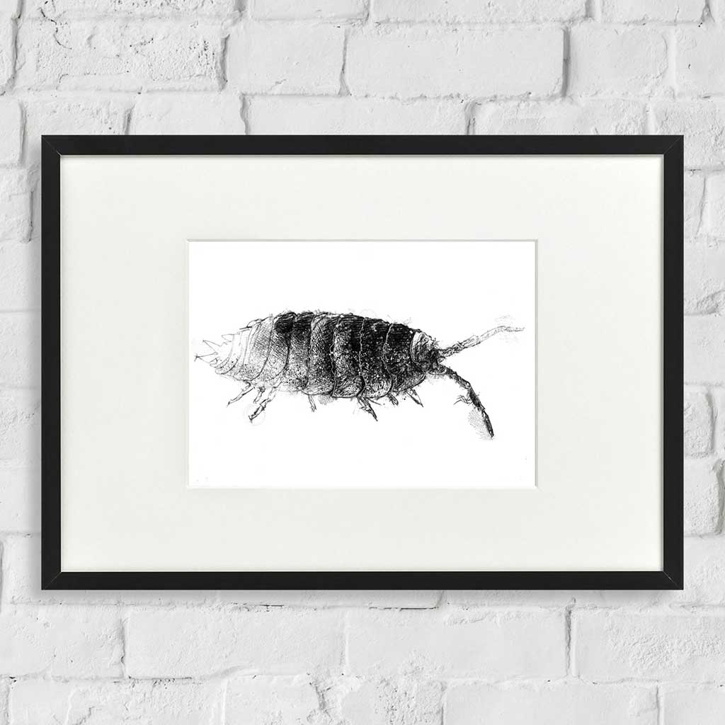 Woodlouse