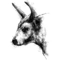 Bull