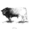 Hereford bull