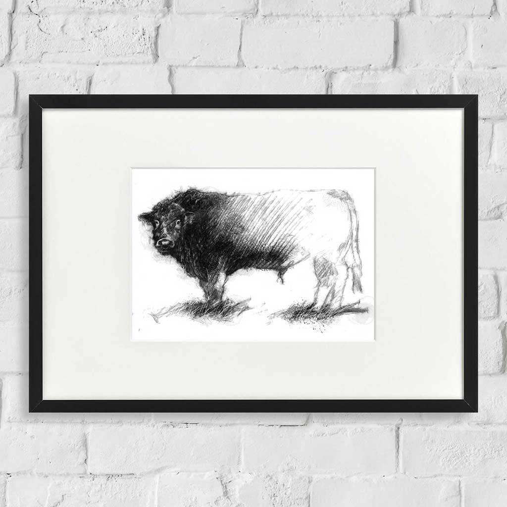Hereford bull