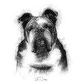 English bulldog