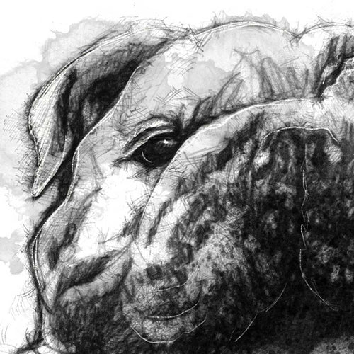 Bulldog