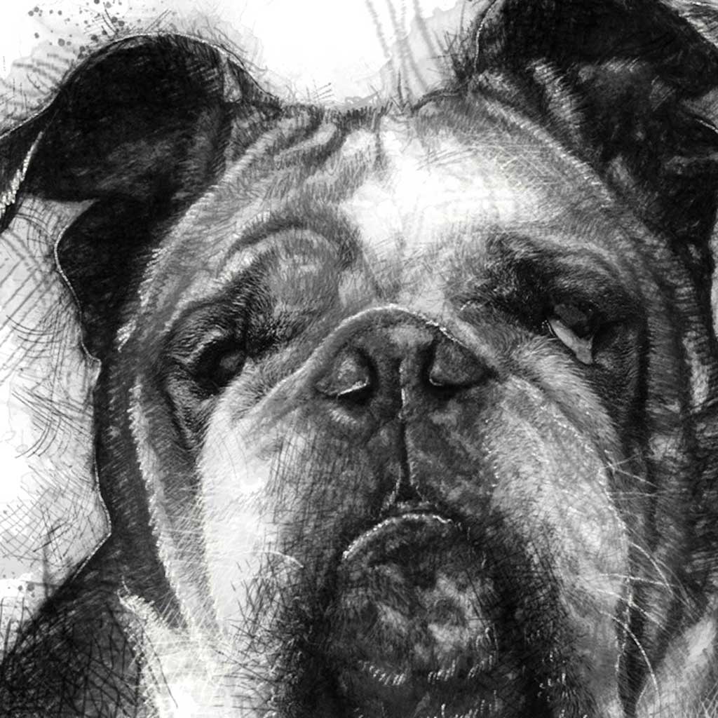 English bulldog