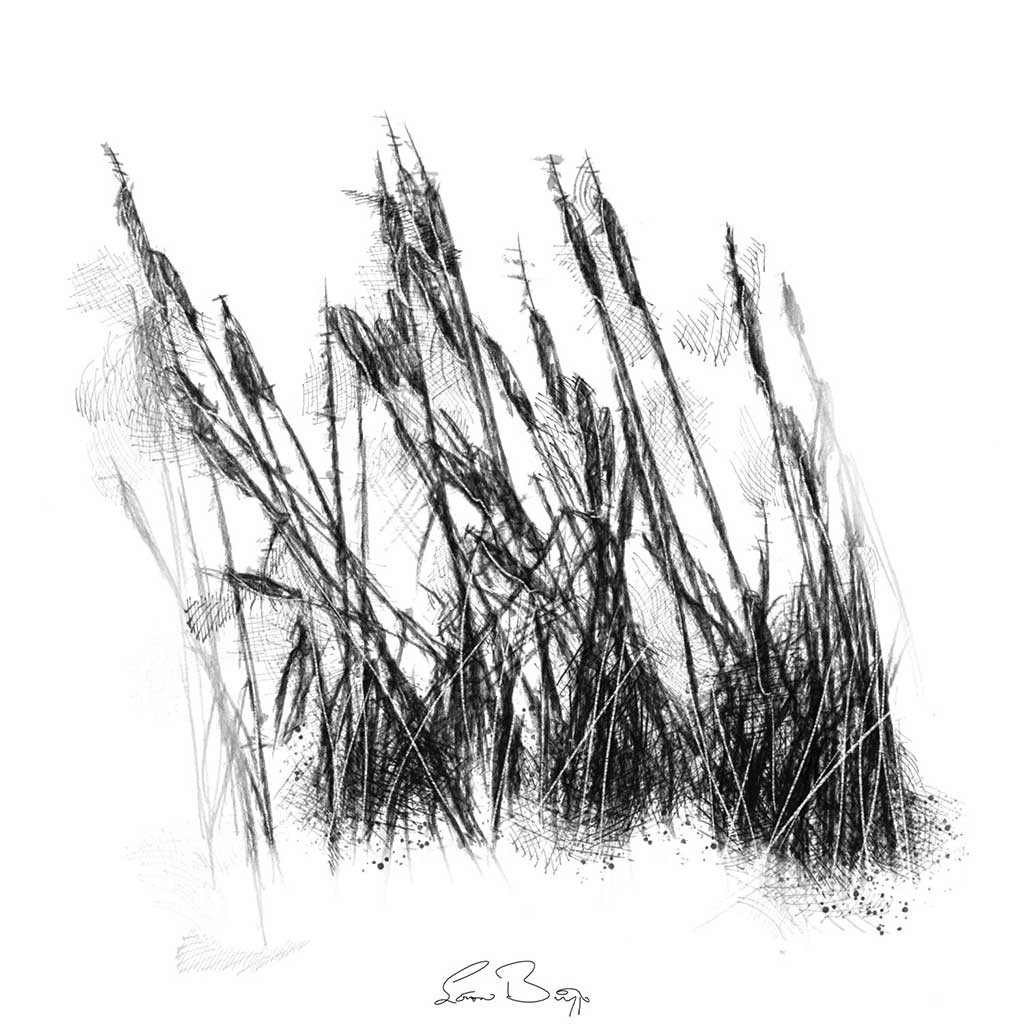Bullrushes