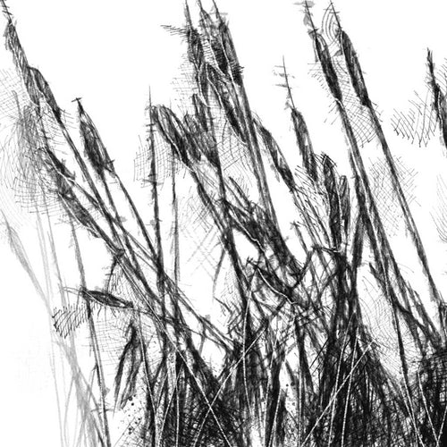 Bullrushes