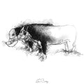 Hereford bulls