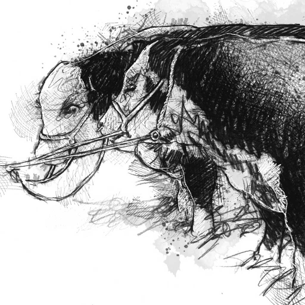 Hereford bulls
