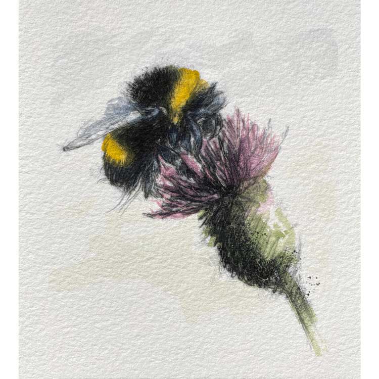 Bumble bee mini sketch